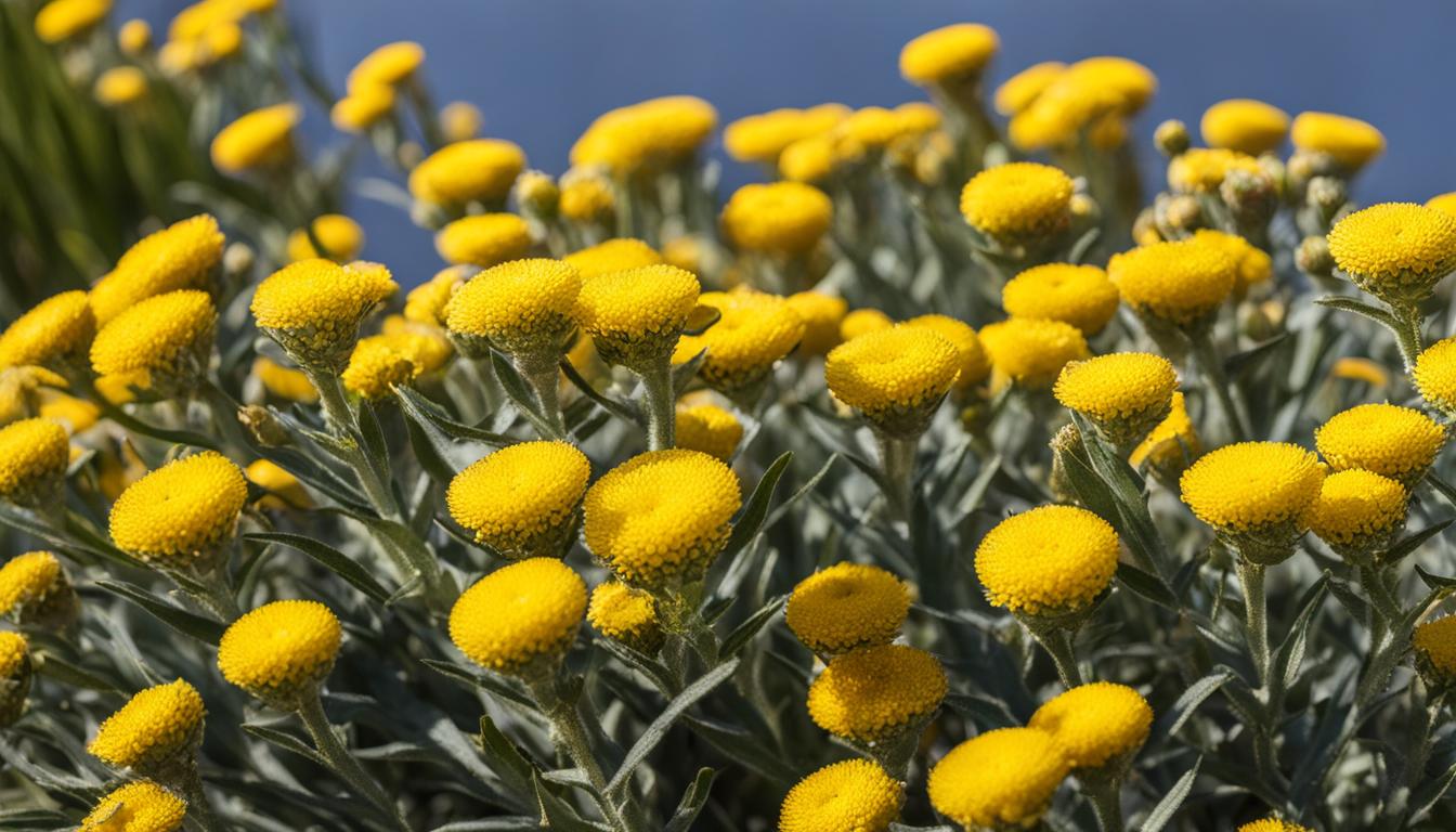 helichrysum for varicose veins